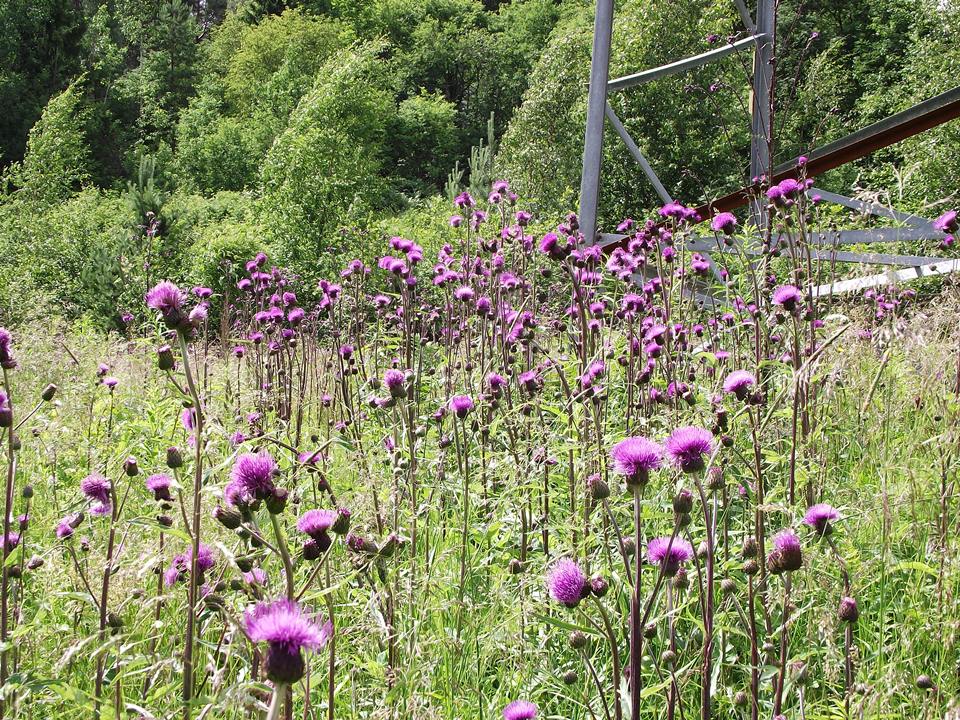 Изображение особи Cirsium heterophyllum.