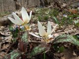 Erythronium caucasicum