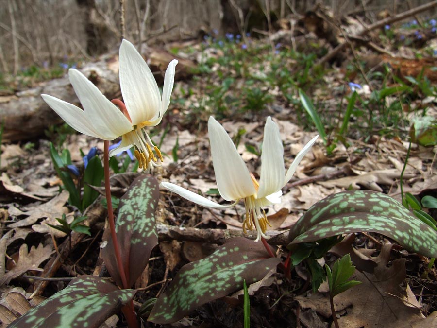 Изображение особи Erythronium caucasicum.