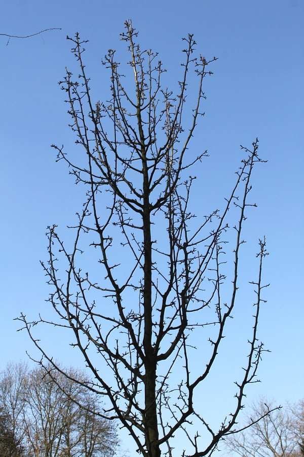 Image of Pyrus pyraster specimen.