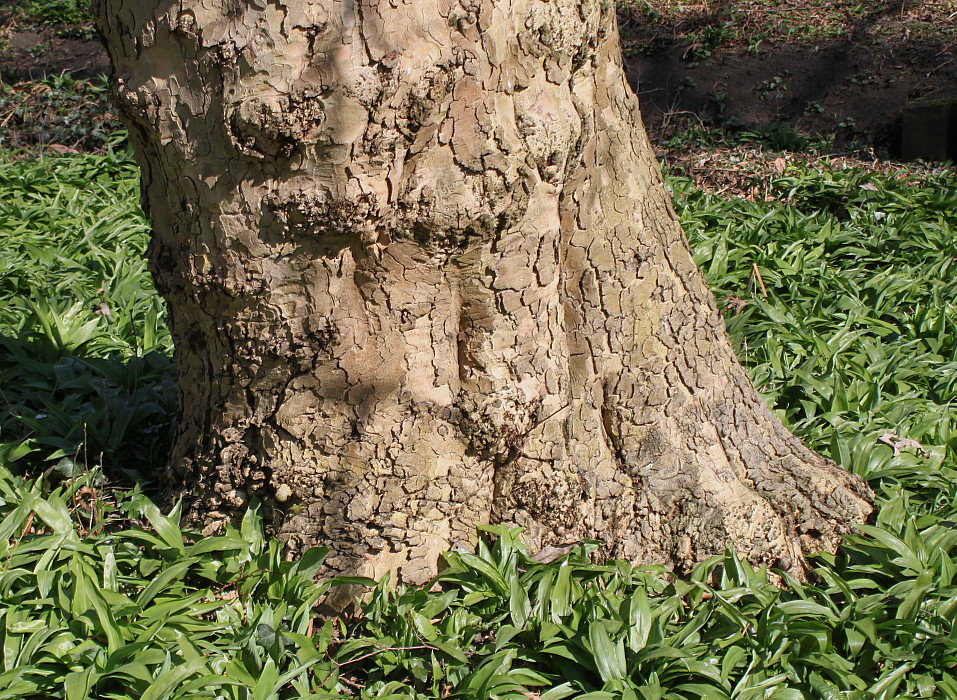 Изображение особи Platanus orientalis.