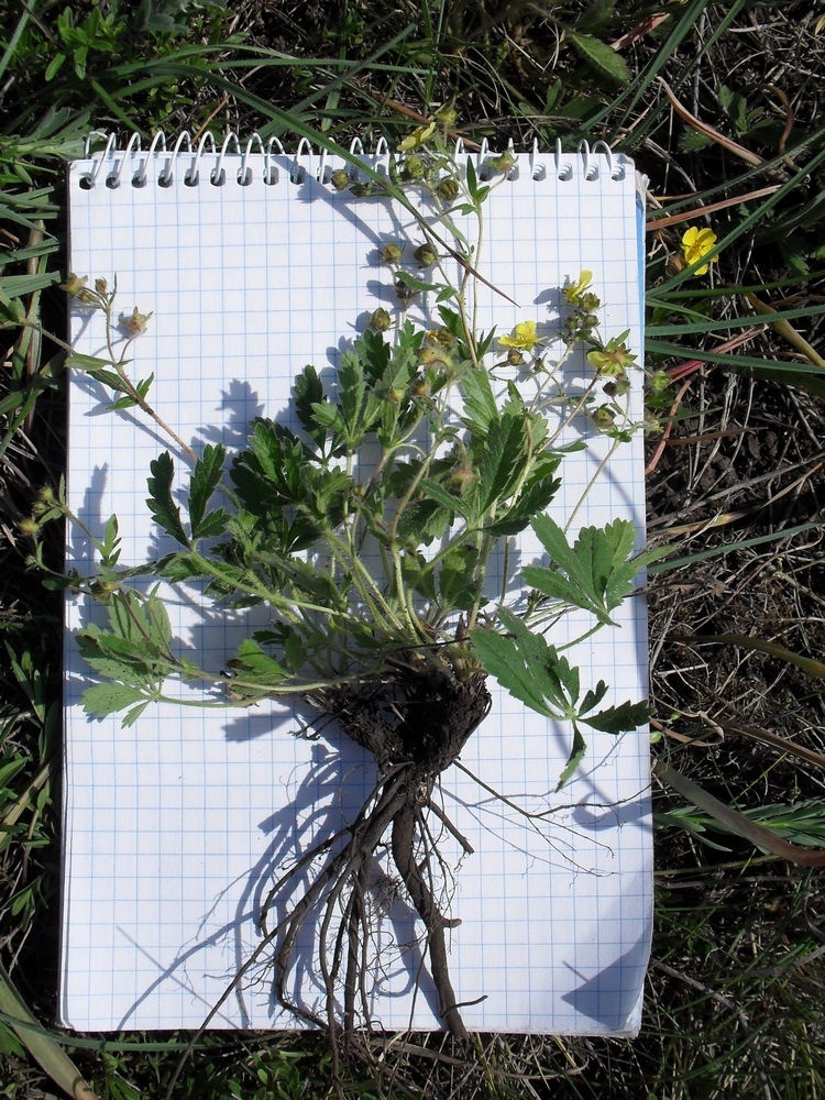 Image of Potentilla humifusa specimen.