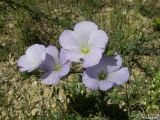 Linum lanuginosum