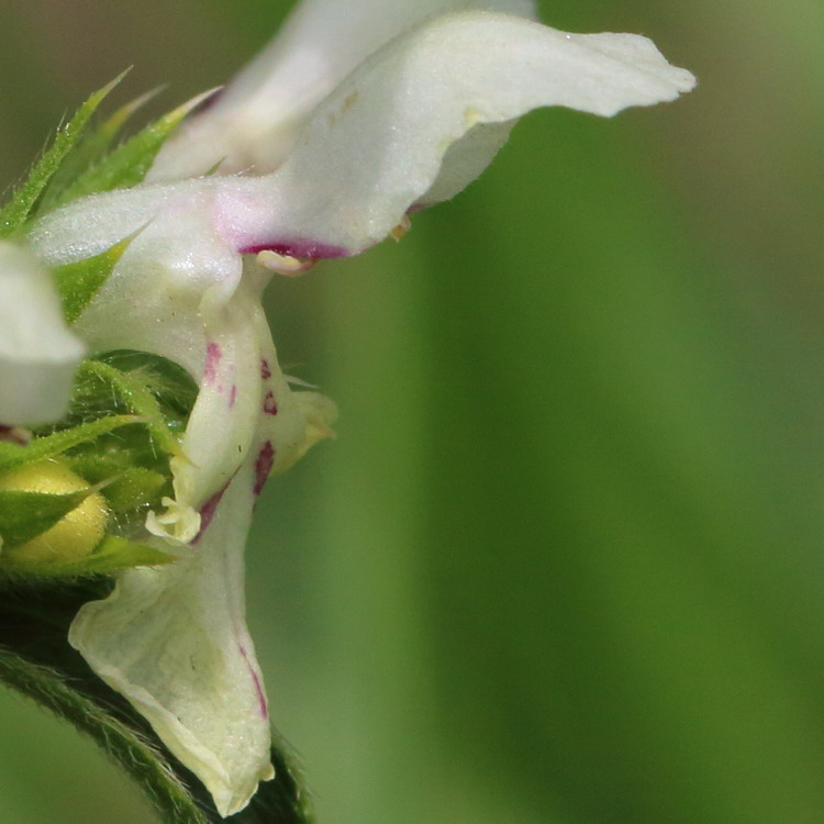 Изображение особи Stachys recta.