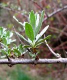 Hippophae rhamnoides. Молодые побеги. Ставропольский край, г. Кисловодск, Курортный парк верхний, крутой склон горы. 12.04.2013.