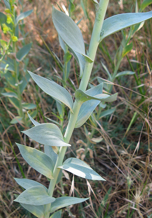 Image of Linaria genistifolia specimen.