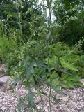 Delphinium albiflorum