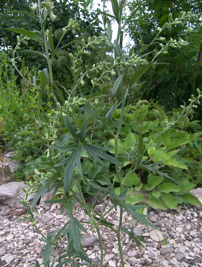 Изображение особи Delphinium albiflorum.