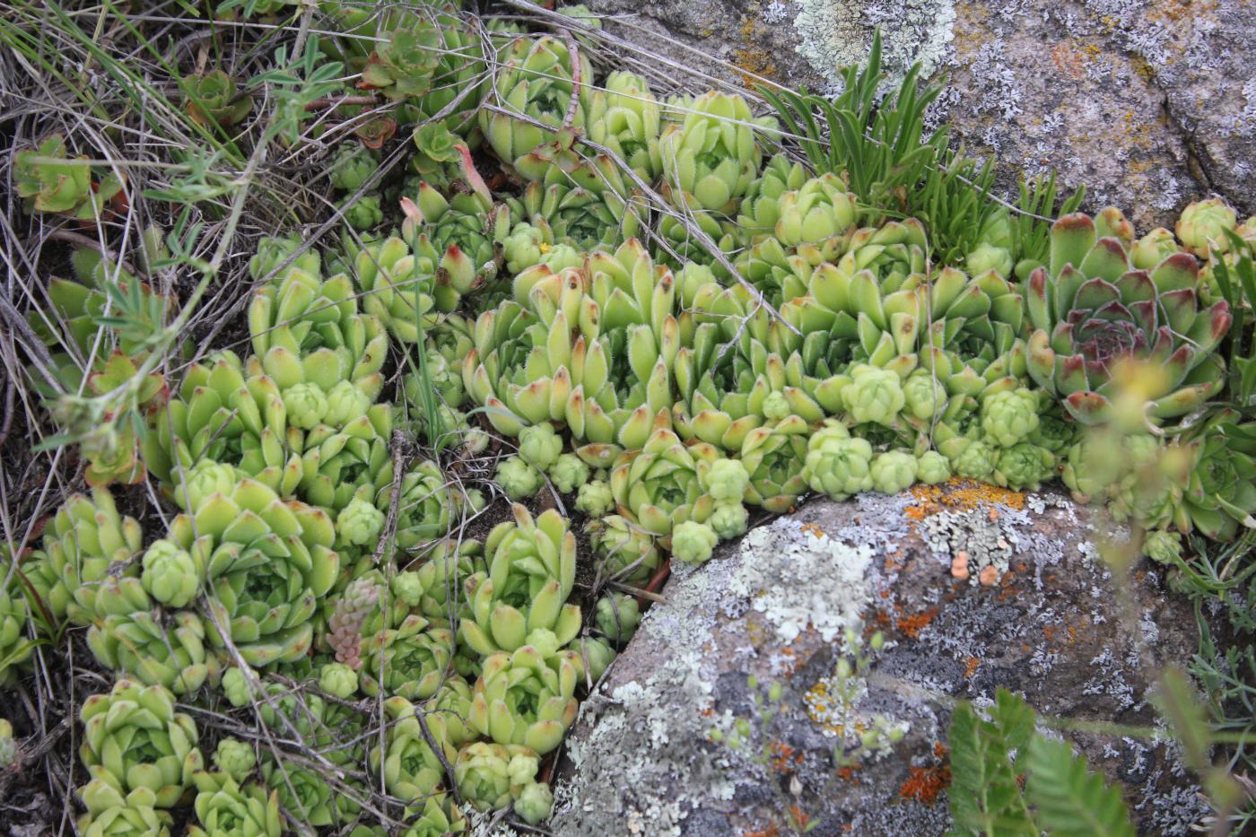 Изображение особи Sempervivum caucasicum.