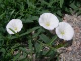 Convolvulus arvensis