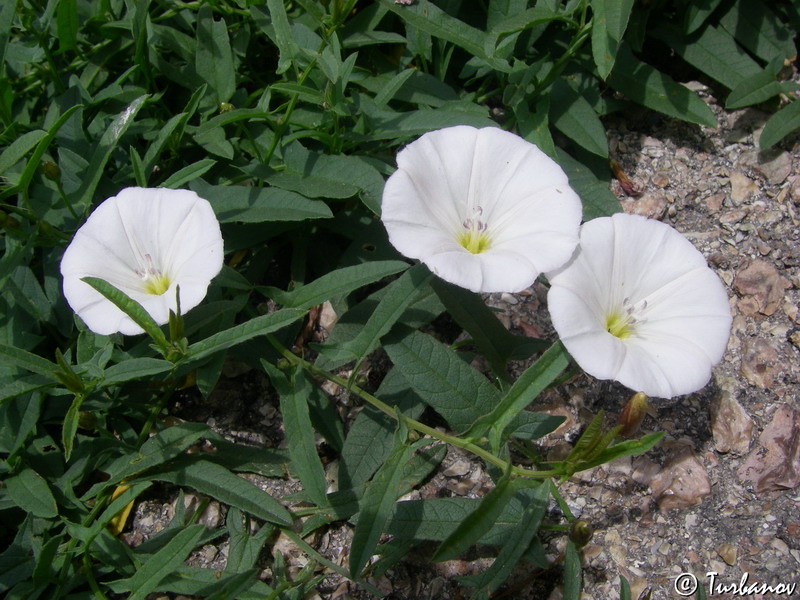 Image of Convolvulus arvensis specimen.