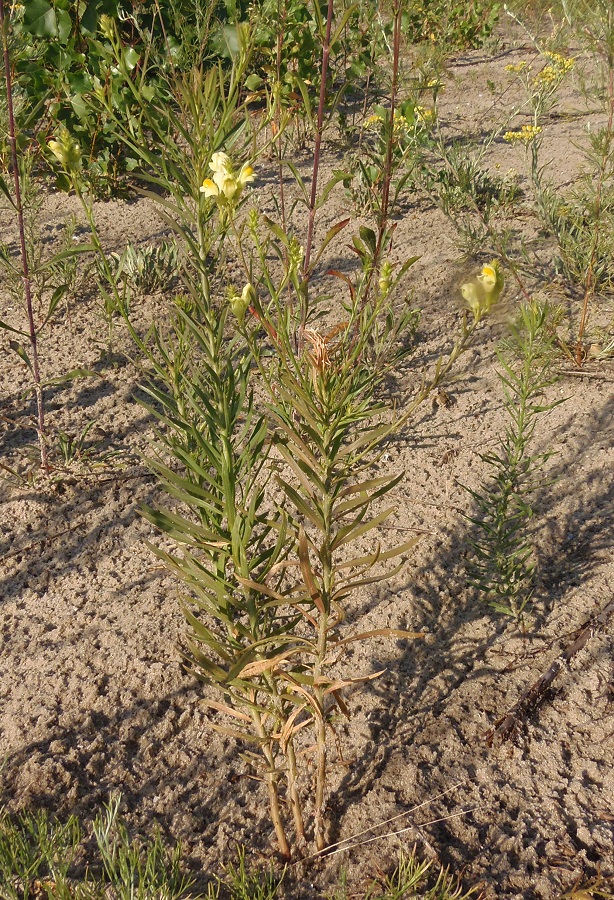 Image of Linaria biebersteinii specimen.