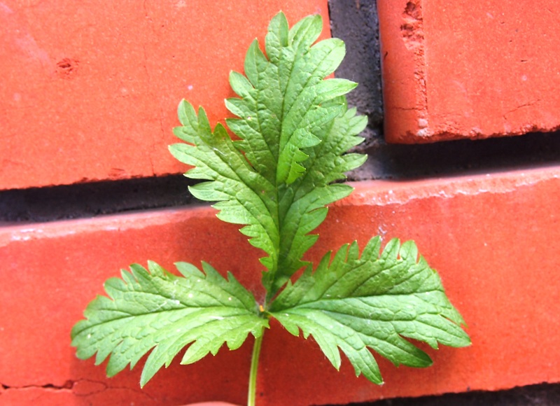 Image of Potentilla norvegica specimen.