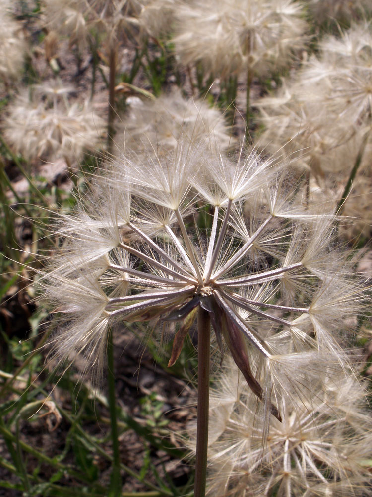 Image of Scorzonera inconspicua specimen.