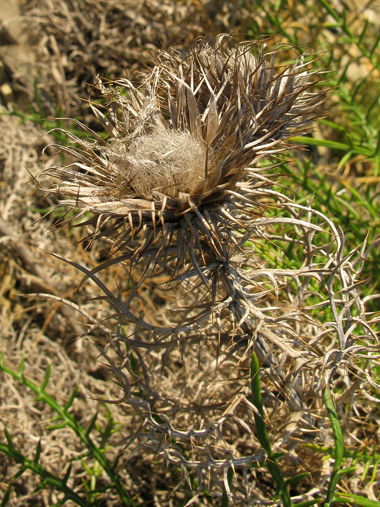 Изображение особи Lamyra echinocephala.