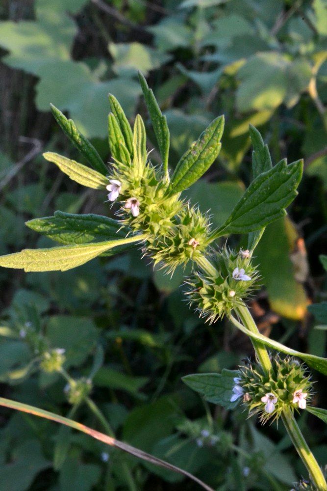 Изображение особи Chaiturus marrubiastrum.