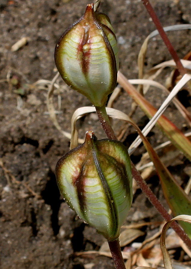 Изображение особи Tulipa tarda.