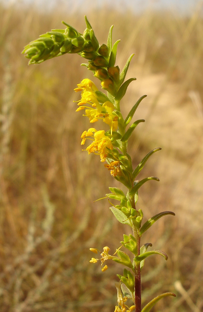 Image of Orthanthella lutea specimen.