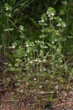 genus Euphrasia. Цветущие растения. Бурятия, Баунтовский эвенкийский район, окр. пос. Северный, луг в долине р. Има. 28.07.2013.