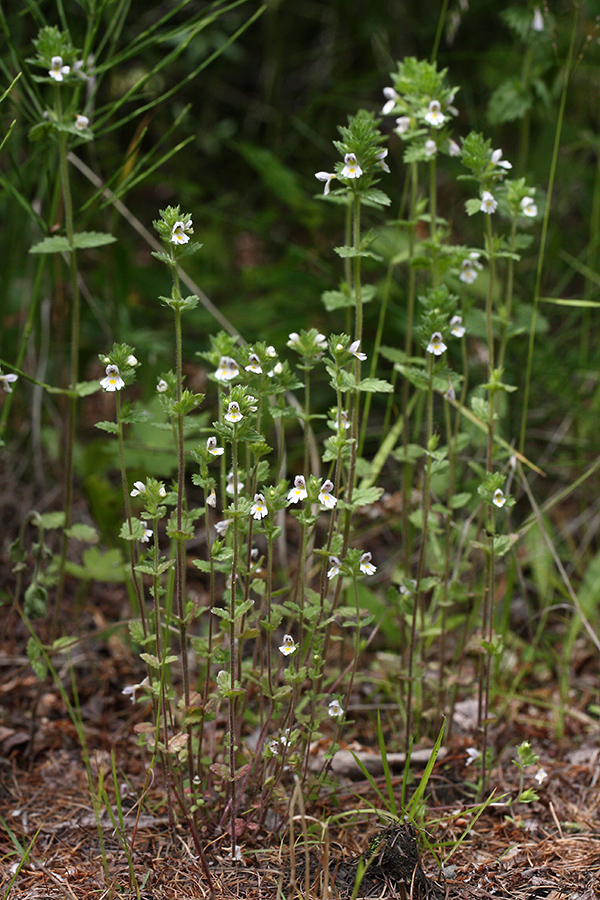 Изображение особи род Euphrasia.