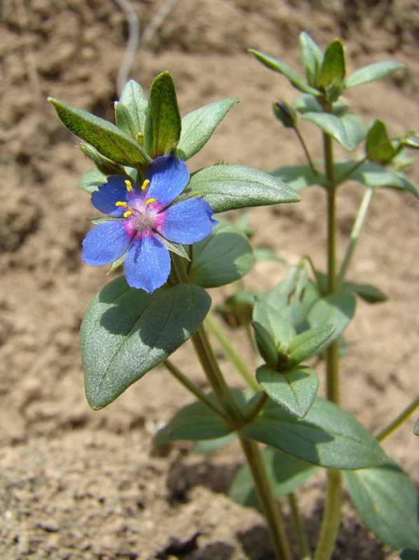 Изображение особи Anagallis foemina.