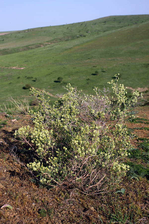 Изображение особи Atraphaxis pyrifolia.