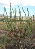 Salsola laricina. Верхушка отцветающего растения. Крым, окр. Феодосии, Армутлукская долина, галофитная степь в понижении рельефа. 10 сентября. 2013 г.