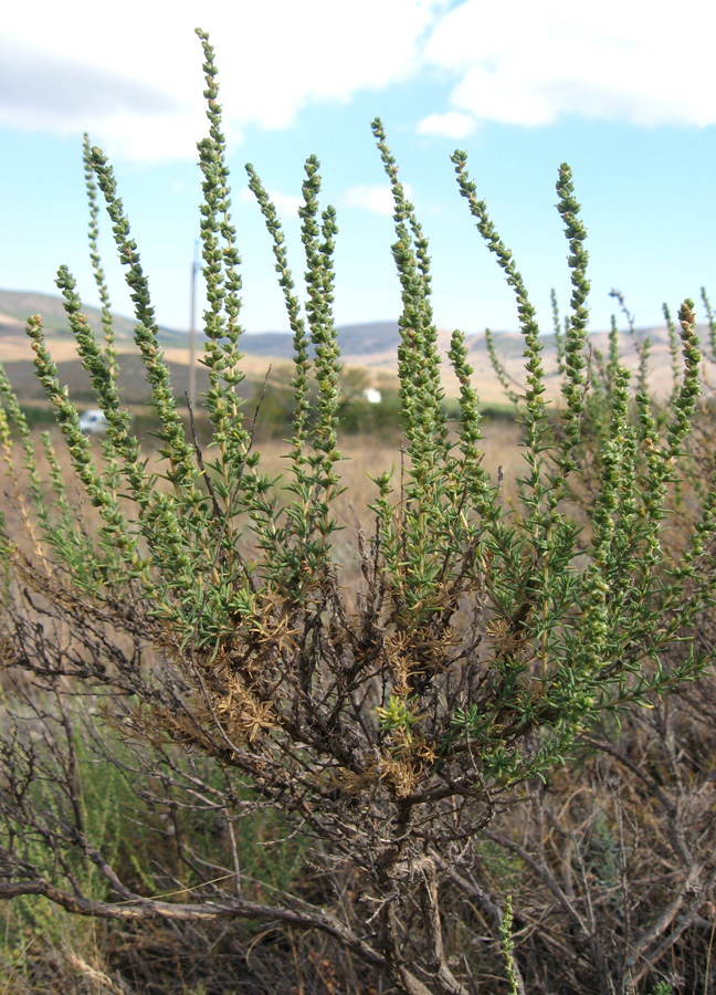 Изображение особи Salsola laricina.