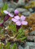 Silene acaulis