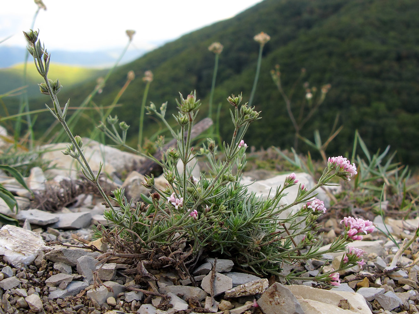 Изображение особи род Asperula.