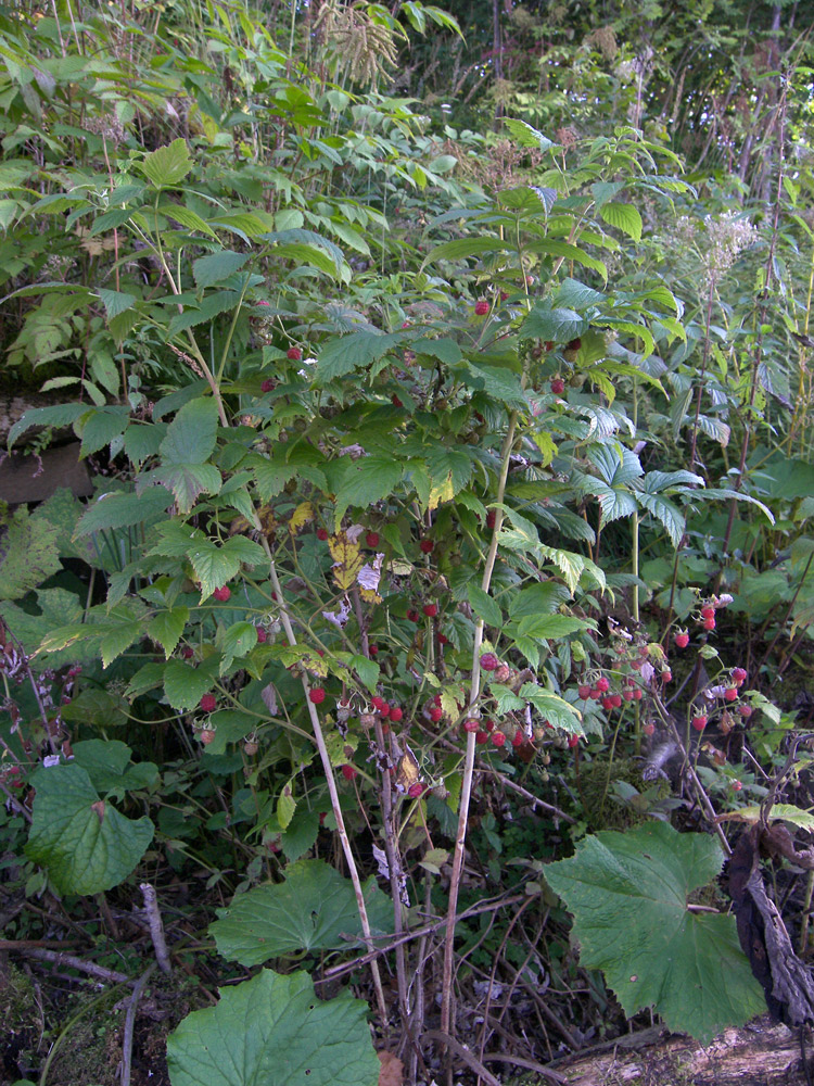 Изображение особи Rubus idaeus.