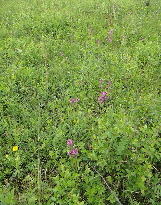 Изображение особи Pedicularis uliginosa.