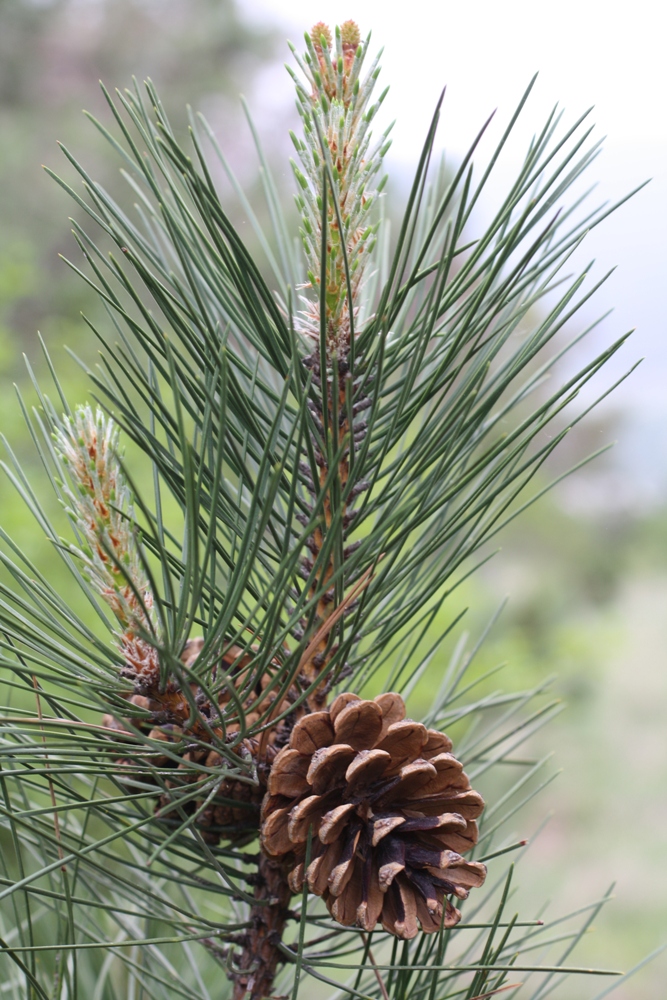 Изображение особи Pinus pallasiana.