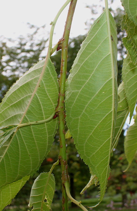 Image of Prunus serrulata specimen.
