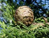 Cupressus sempervirens