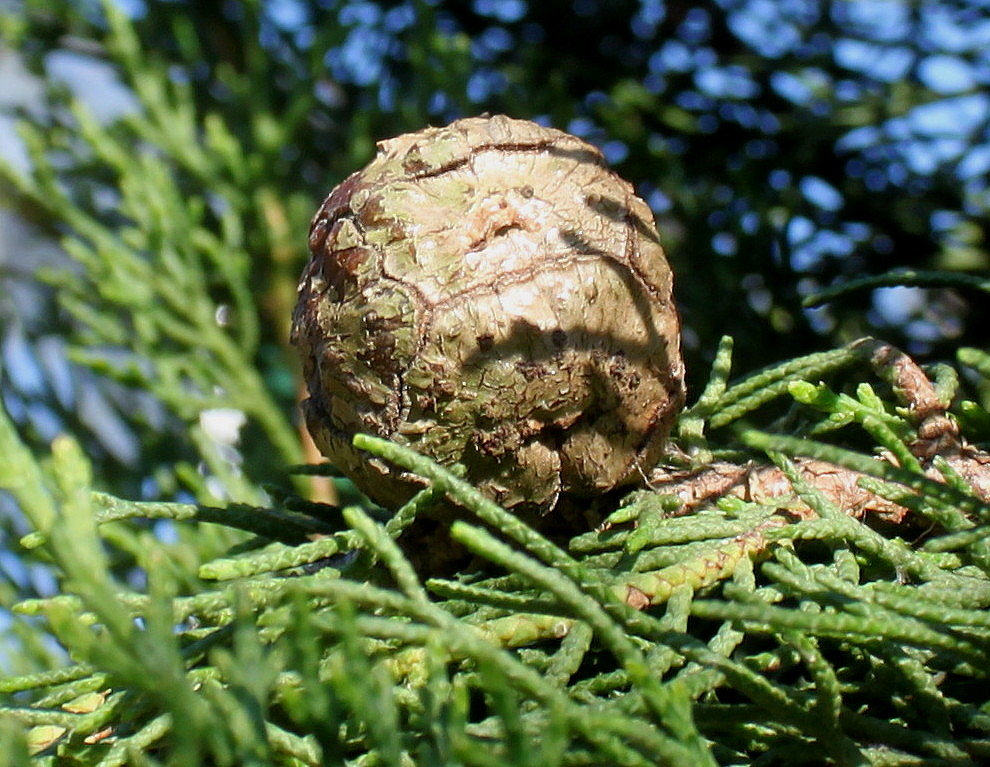 Изображение особи Cupressus sempervirens.