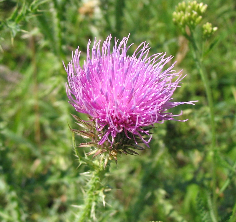 Image of Carduus acanthoides specimen.