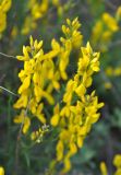 Genista dracunculoides