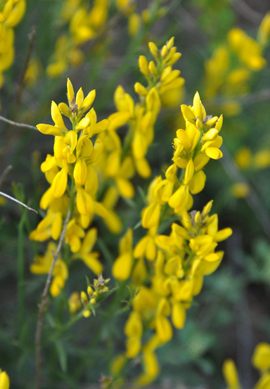 Изображение особи Genista dracunculoides.