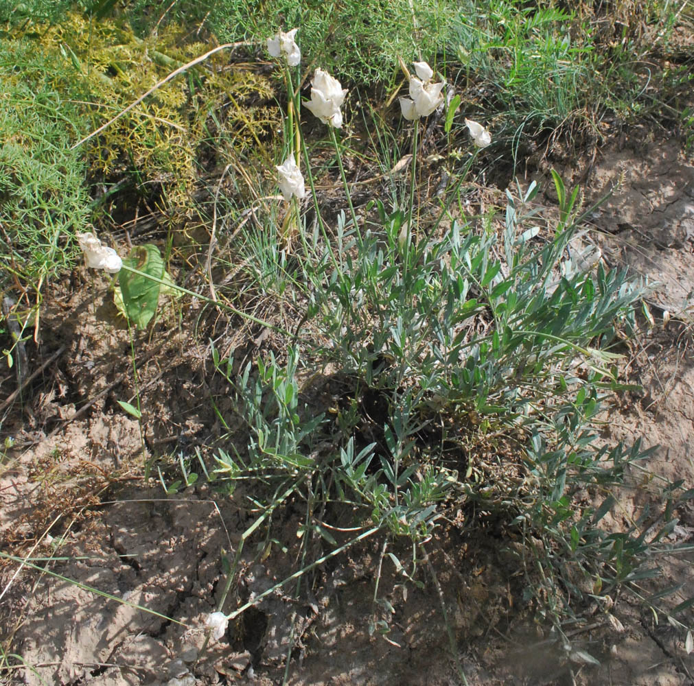 Изображение особи Astragalus schrenkianus.