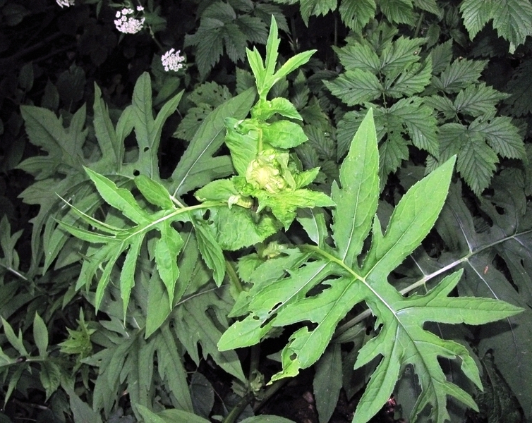 Image of Cirsium oleraceum specimen.