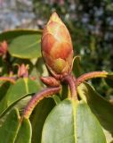 Rhododendron campanulatum