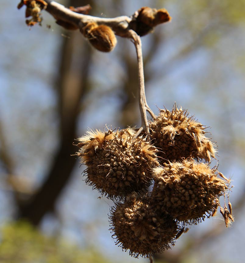 Изображение особи Platanus orientalis.