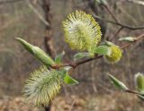 Salix taraikensis