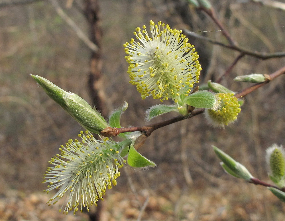 Изображение особи Salix taraikensis.