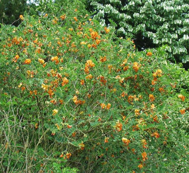 Image of Colutea orientalis specimen.