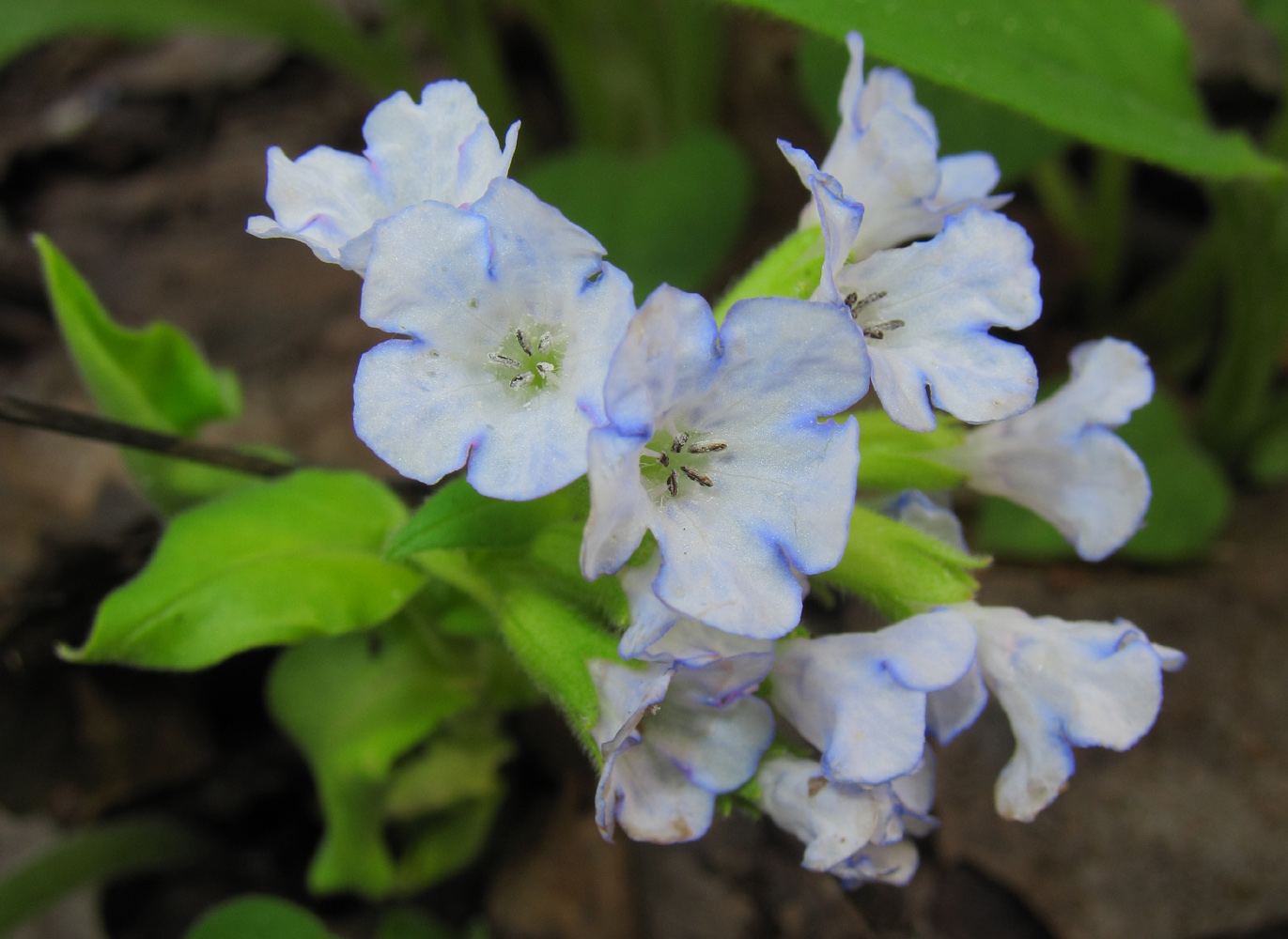 Image of genus Pulmonaria specimen.