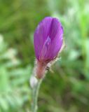 Astragalus varius