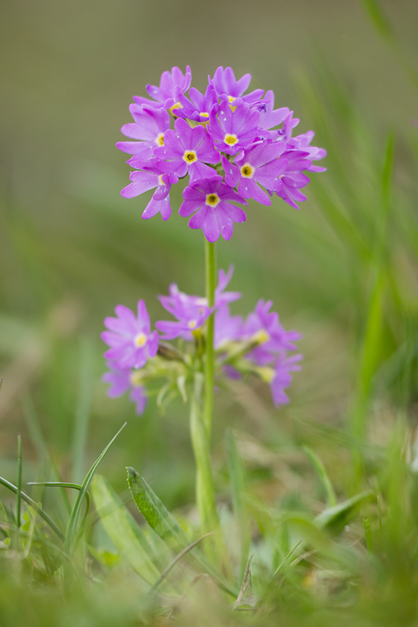Изображение особи Primula algida.
