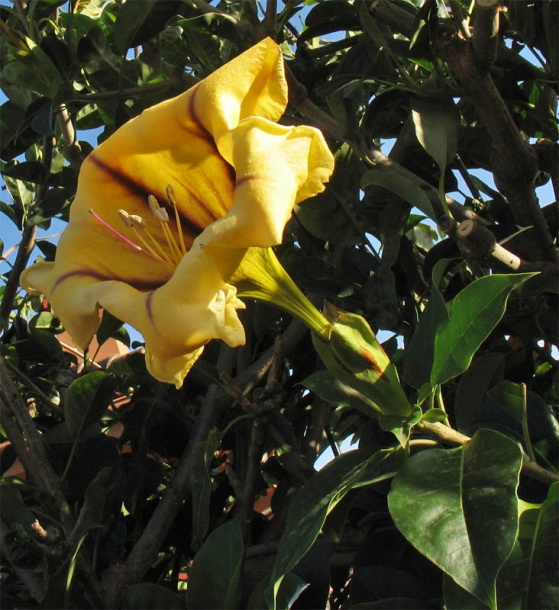 Image of Solandra maxima specimen.